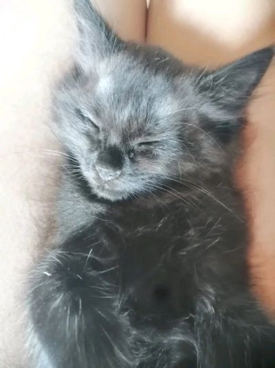 Лот: 13997020. Фото: 1. Котенок. Кошки, котята