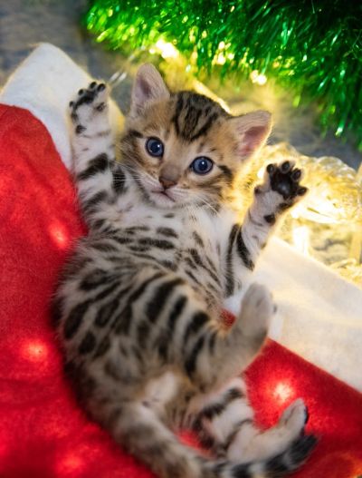 Лот: 16836837. Фото: 1. Бенгальские котята. Кошки, котята