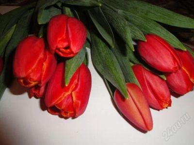 Лот: 807183. Фото: 1. Букет из тюльпанов к 8 марта. Другое (сувениры, подарки)