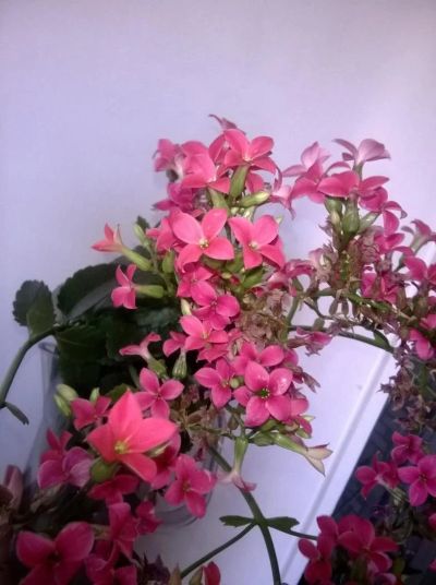Лот: 9575593. Фото: 1. Каланхоэ розовый. Горшечные растения и комнатные цветы