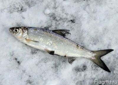 Лот: 7492871. Фото: 1. пелядь свежемороженая. Икра, рыба, морепродукты