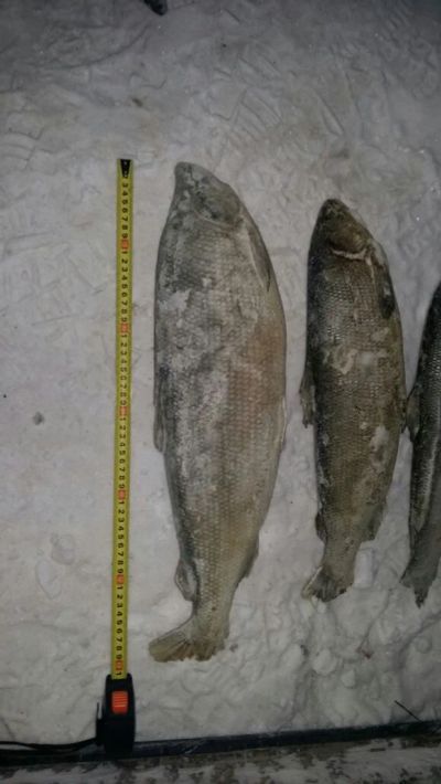 Лот: 9059850. Фото: 1. Чир свежемороженый первый сорт... Икра, рыба, морепродукты