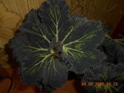 Лот: 5917158. Фото: 1. бегония. Горшечные растения и комнатные цветы