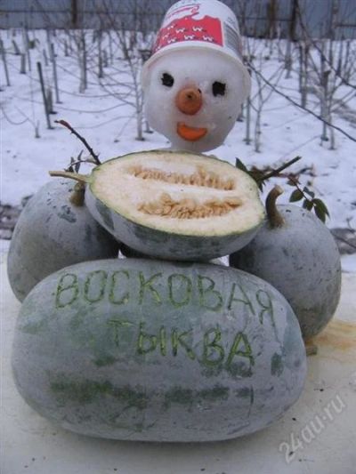 Лот: 2587454. Фото: 1. Восковая тыква Бенинказа. Семена... Другое (семена, рассада, садовые растения)