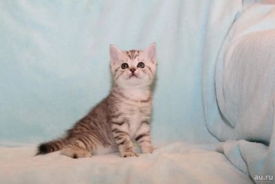 Лот: 8572863. Фото: 1. Элитный шотландский котик. Кошки, котята