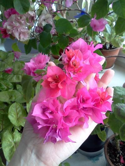 Лот: 5384502. Фото: 1. Бугенвиллия Double Pink цветущая. Горшечные растения и комнатные цветы
