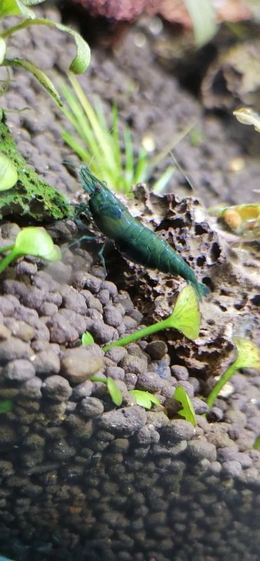Лот: 17505501. Фото: 1. Кревеетки🦐. Моллюски, ракообразные, кораллы