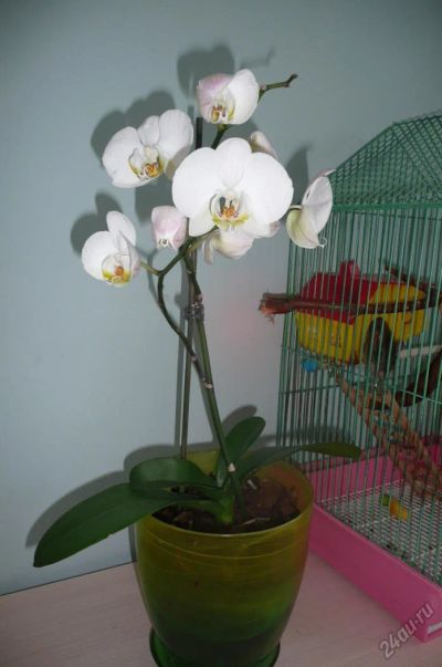 Лот: 5695706. Фото: 1. Орхидея 1. Горшечные растения и комнатные цветы