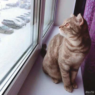 Лот: 10178139. Фото: 1. Шотландская кошка Буся. Кошки, котята