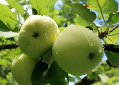 Лот: 8039592. Фото: 1. Домашние яблочки (яблоки сорта... Овощи, фрукты, зелень