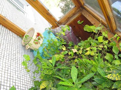 Лот: 4550046. Фото: 1. Жасмин. Горшечные растения и комнатные цветы
