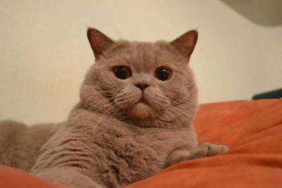 Лот: 3356733. Фото: 1. Стивентий. Кошки, котята