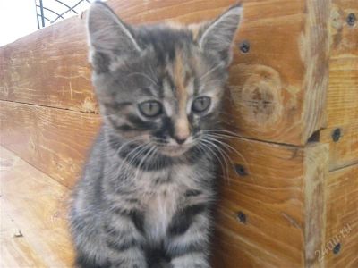 Лот: 1857162. Фото: 1. Отдам хорошего котенка!!!. Кошки, котята