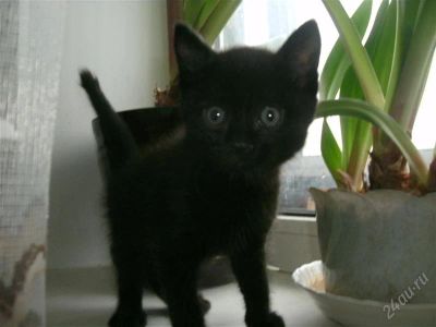 Лот: 1738405. Фото: 1. котенок черный. Кошки, котята