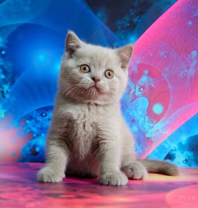 Лот: 7022513. Фото: 1. Британский лиловый котенок. Кошки, котята