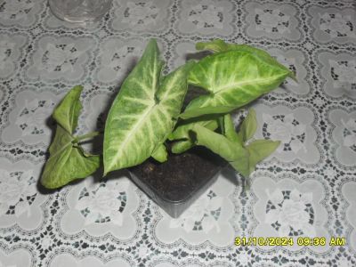 Лот: 11777864. Фото: 1. сингониум 1. Горшечные растения и комнатные цветы