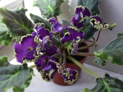 Лот: 1021945. Фото: 1. детка фиалки emerald lace. Горшечные растения и комнатные цветы