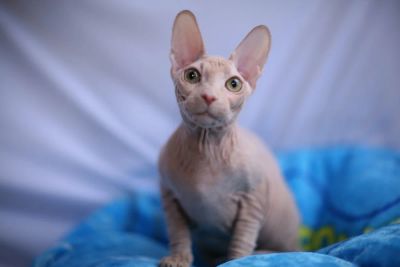 Лот: 8098372. Фото: 1. Донской сфинкс. Кошки, котята