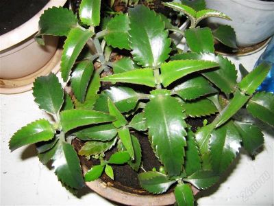 Лот: 1307101. Фото: 1. Каланхоэ Дегремона (лекарственное... Горшечные растения и комнатные цветы