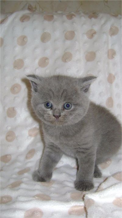 Лот: 5197733. Фото: 1. Милые котята (Шотландские). Кошки, котята