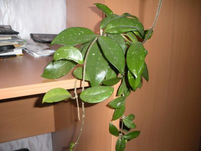 Лот: 4101537. Фото: 1. Хойя Карноза 2. Горшечные растения и комнатные цветы