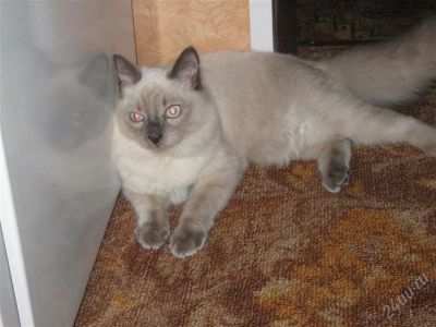 Лот: 768552. Фото: 1. подарю кота породы невская маскарадная... Остальные животные