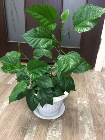 Лот: 12303713. Фото: 1. гибискус. Горшечные растения и комнатные цветы