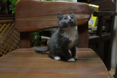 Лот: 6664366. Фото: 1. Кошечка. Кошки, котята