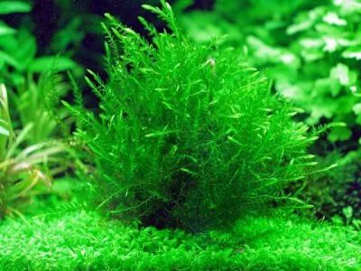 Лот: 6971752. Фото: 1. Фонтиналис Willow moss. Водные растения