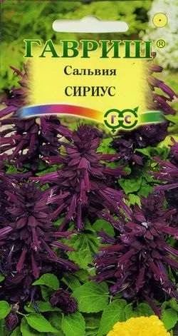 Лот: 11025453. Фото: 1. Сальвия Сириус* карликовая 5 шт... Садовые цветы