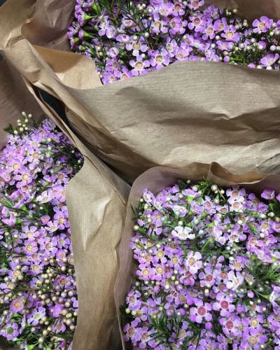 Лот: 11128556. Фото: 1. Хамелациум / Голландия. Свежие цветы