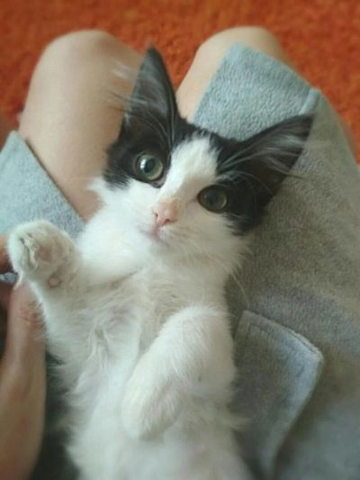 Лот: 10452825. Фото: 1. Котёнок в добрые руки. Кошки, котята