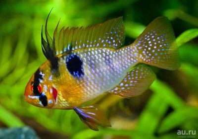 Лот: 16203674. Фото: 1. Апистограмма рамирези (Microgeophagus... Рыбки