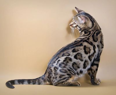 Лот: 4956562. Фото: 1. Парень Бенгал. Кошки, котята