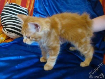 Лот: 2363603. Фото: 1. котята Курильского бобтейла. Кошки, котята