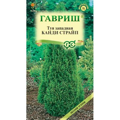 Лот: 25062813. Фото: 1. Семена Туя западная, Канди Страйп... Другое (семена, рассада, садовые растения)