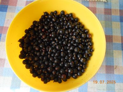 Лот: 25623782. Фото: 1. Смородина черная, ягода. Ягоды, орехи