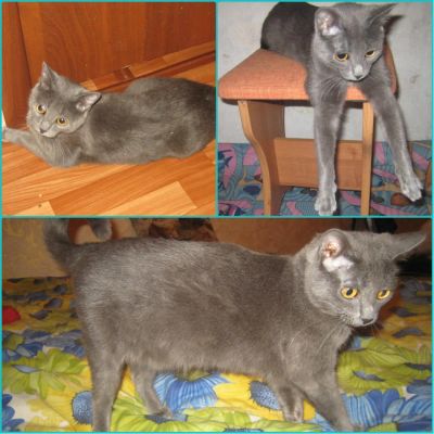 Лот: 5538097. Фото: 1. Кошка серая "Scheba". Кошки, котята