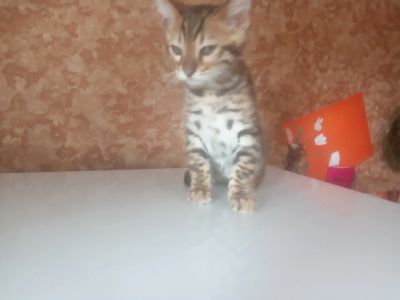 Лот: 20227717. Фото: 1. Бенгальский мальчик. Кошки, котята