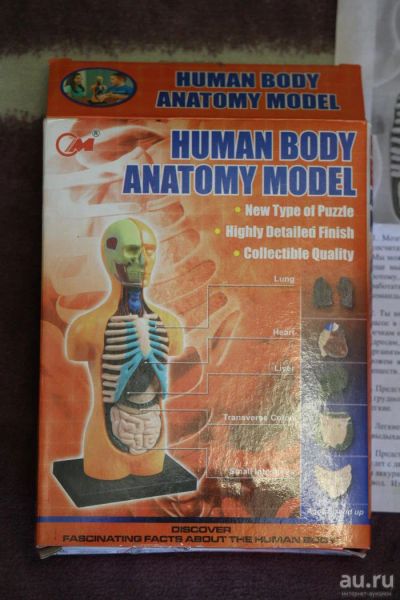 Лот: 9073137. Фото: 1. Модель тела человека. Развивающие