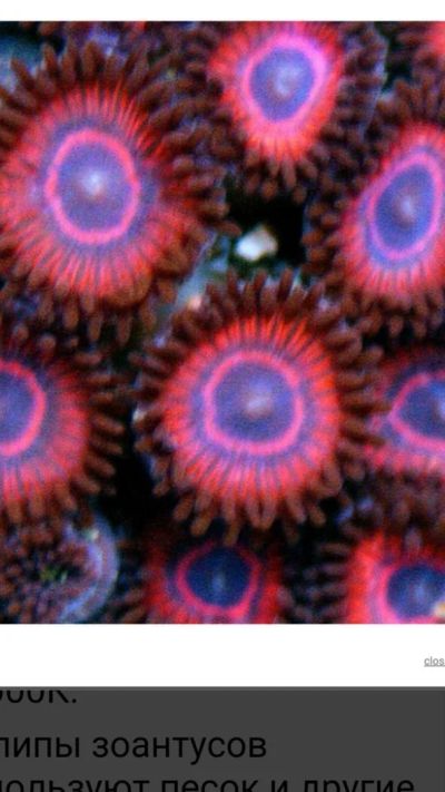 Лот: 8656011. Фото: 1. Зоантус sp.. Моллюски, ракообразные, кораллы