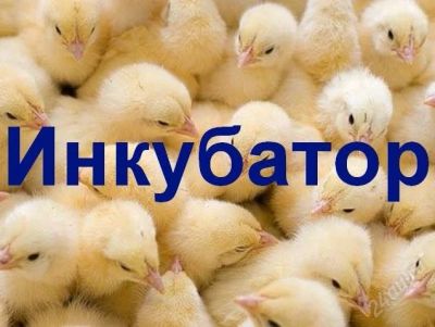 Лот: 3803847. Фото: 1. Инкубатор Золушка на 70 яиц... Домики, переноски, клетки, когтеточки