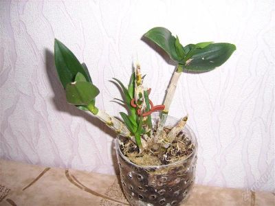 Лот: 908476. Фото: 1. дендробиум-. Горшечные растения и комнатные цветы