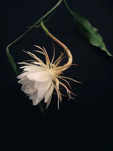 Лот: 4426807. Фото: 1. Эпифиллум остролепестный ( Epiphyllum... Горшечные растения и комнатные цветы