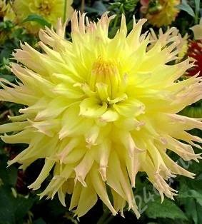 Лот: 1629437. Фото: 1. георгин мингус джошуа. Другое (семена, рассада, садовые растения)