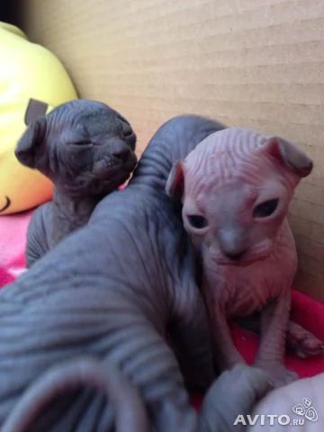 Лот: 4182217. Фото: 1. Котята Канадского сфинкса. Кошки, котята