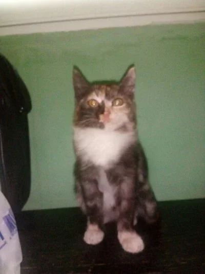 Лот: 15050910. Фото: 1. Котёнок , трех цветный , ласковый. Кошки, котята