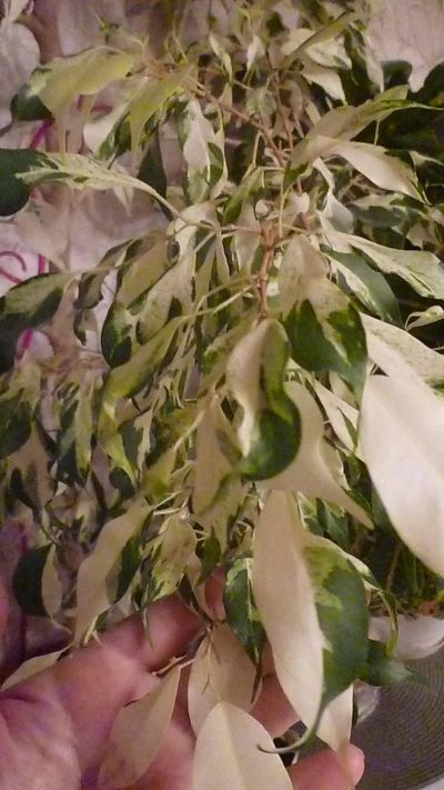 Лот: 8773198. Фото: 1. Фикус Бенджамина Керли (Ficus... Горшечные растения и комнатные цветы