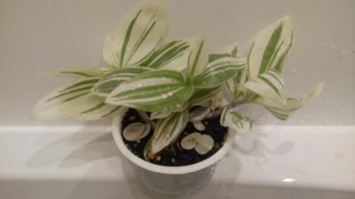 Лот: 5145361. Фото: 1. Традесканция Tradescantia albiflora... Горшечные растения и комнатные цветы