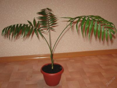 Лот: 58702. Фото: 1. Хамедория изящная,. Другое (комнатные растения и уход)